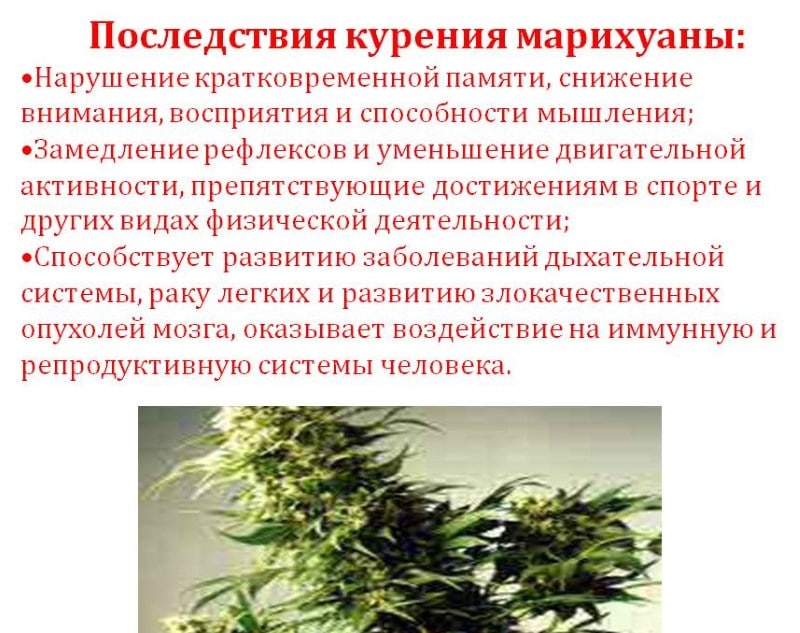 Марихуана и последствия цветок марихуаны фото
